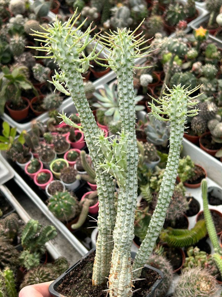 Euphorbia mammillaris 'Variegata'