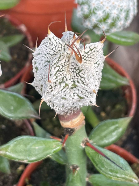 Astrophytum ornatum 'Hubikii' 
