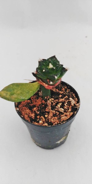 Ariocarpus fissuratus v. hintonii